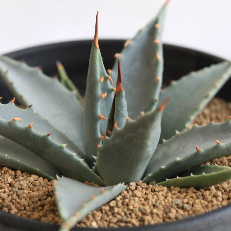 アガベ ユタエンシス ネバデンシス 実生 | hanayoshi-botanical