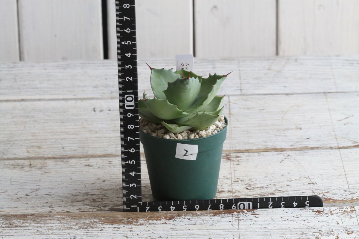 アガベ イシスメンシス 子株2 アガベ シャウィー×イシスメンシス