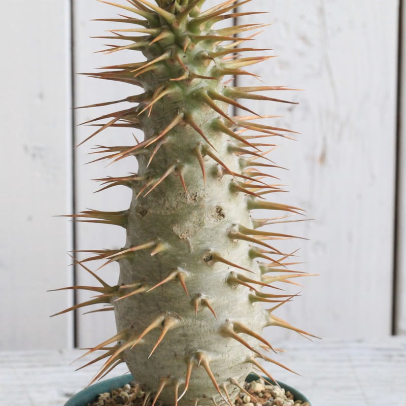 パキポディウム アンボンゲンセ 実生① | hanayoshi-botanical