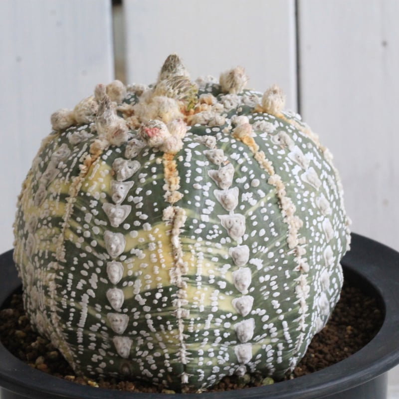 アストロフィツム悟空兜 国内実生 塊根植物 サボテン コーデックス アストロフィツム悟空兜 国内実生 塊根植物 サボテン コーデック