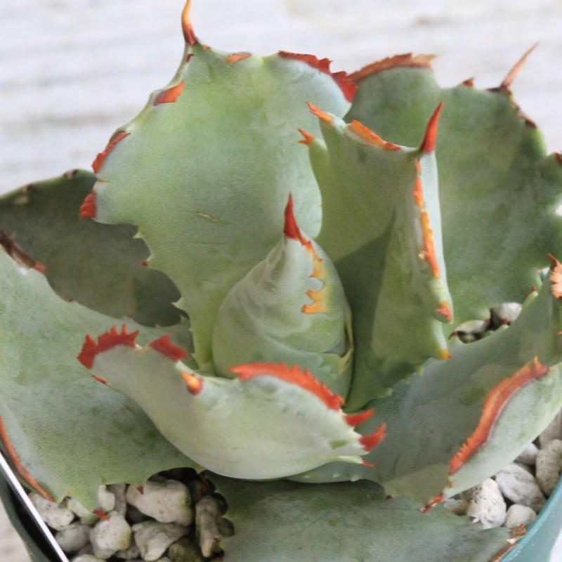 アガベ イシスメンシス 甲蟹【特選連刺】（カブトガニ