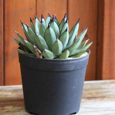 agave ロイヤルスピン