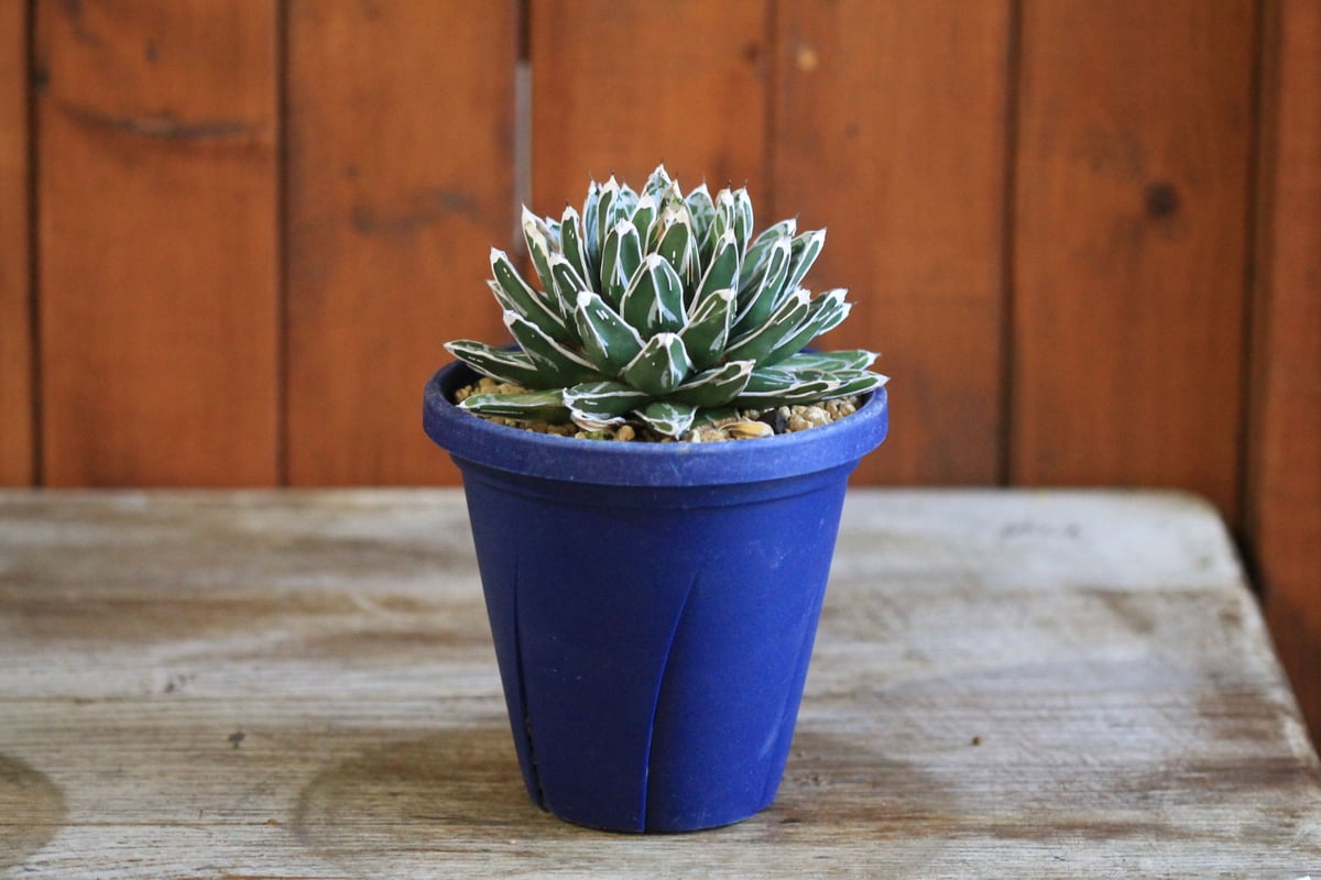 agave victoriae-reginae 児玉姫笹の雪 | hanayoshi-bota agave victoriae-reginae 児玉姫笹の雪 | hanayoshi-bota
