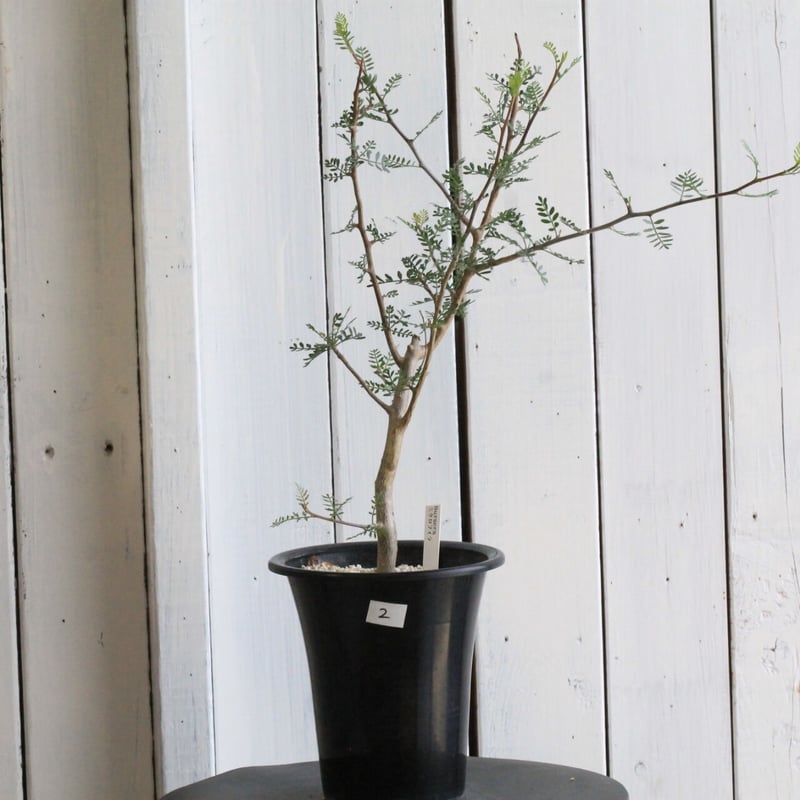 ブルセラ ミクロフィラ | hanayoshi-botanical