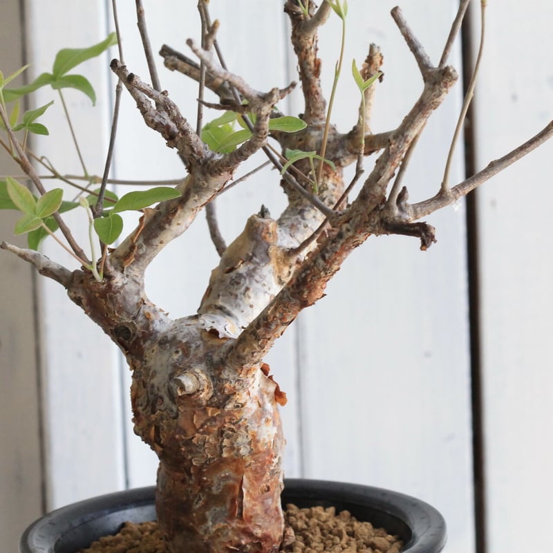 コミフォラ オルビクラリス | hanayoshi-botanical