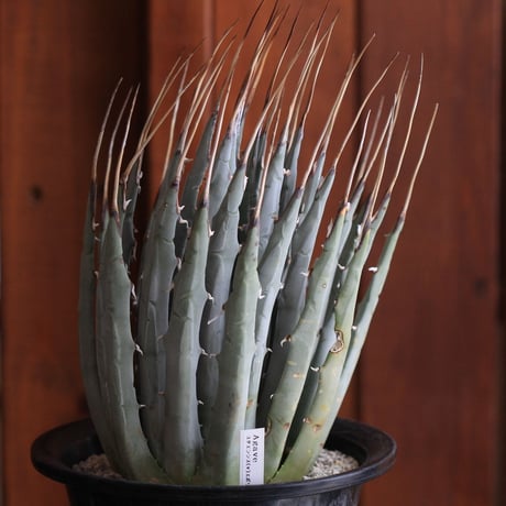 Agave　ユタエンシス　エボリスピナ