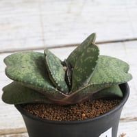 ガステリア 恐竜② | hanayoshi-botanical