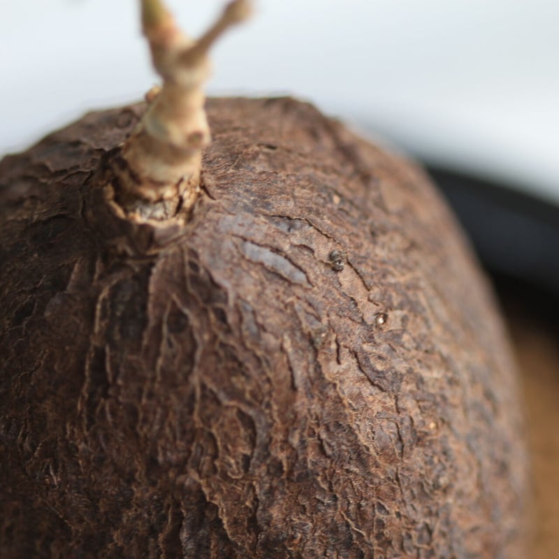 キフォステンマ モンタグナッキー | hanayoshi-botanical