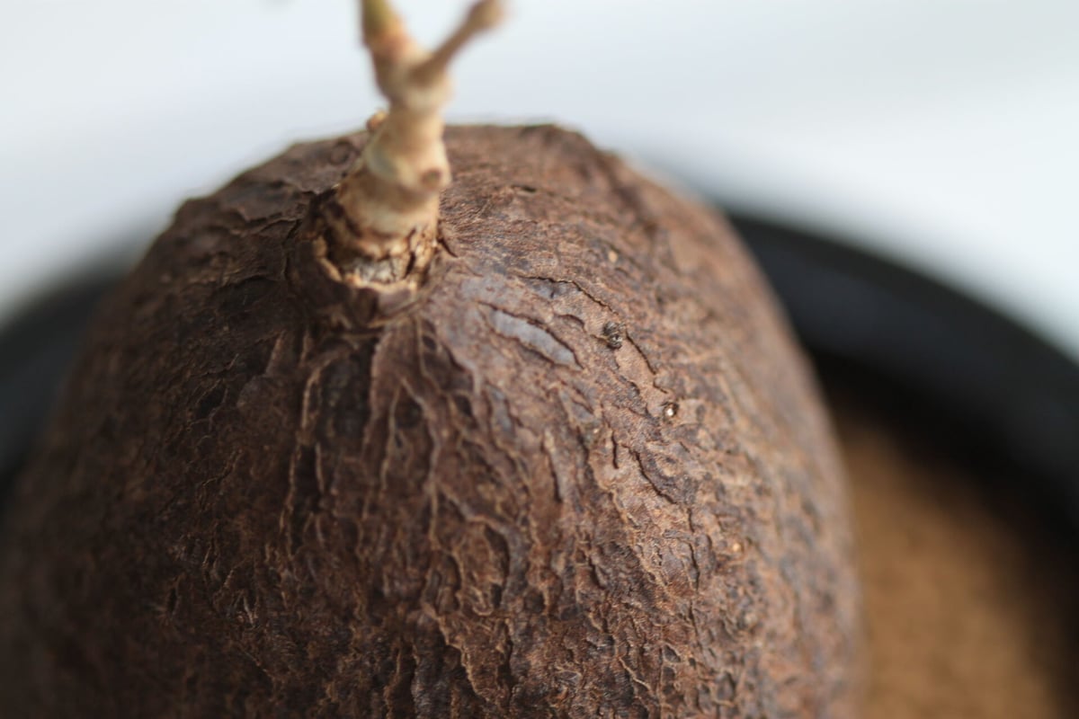 キフォステンマ　モンタグナッキー現地球　発根済 キフォステンマ・モンタグナッキー | GREEN TRUST online store