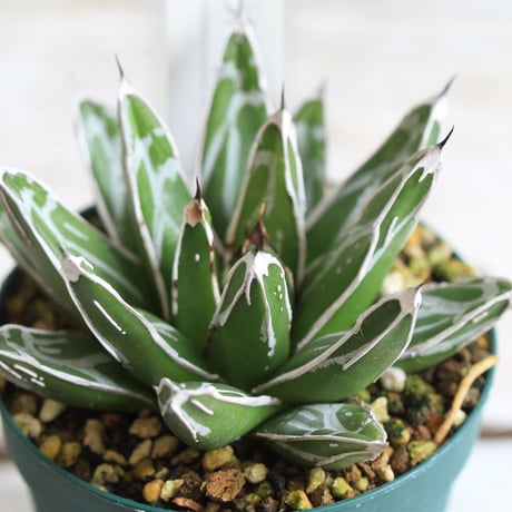 Agave 児玉笹の雪