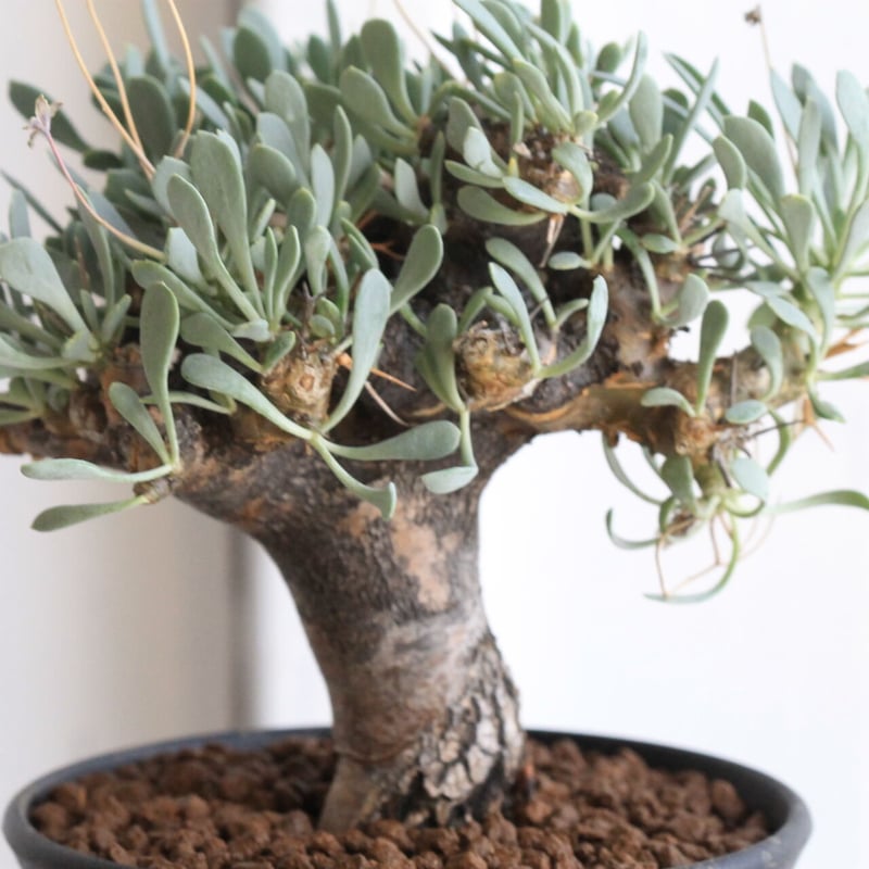 t*n様 オトンナ ユーフォルビオイデス 超特大サイズ 格安 園芸ネット本店｜オトンナ：ユーフォルビオイデス（黒鬼城） 2.5号