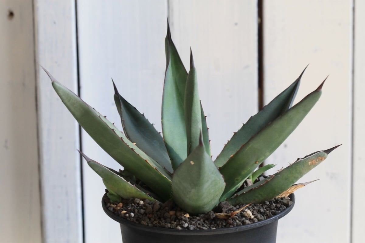 アガベ　シャークスキン 楽天市場】【現品・現物】アガベ ”シャークスキン”8号 9H番