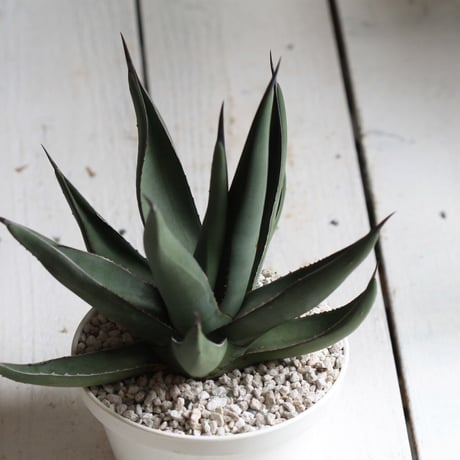 Agave シャークスキン