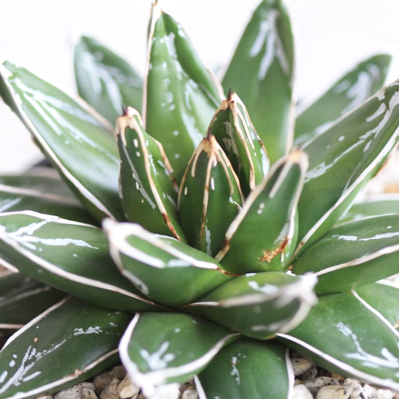 値下げ中！アガベ 笹の雪 ダルマ 極上株！ 直径20センチ！ 値下げ中