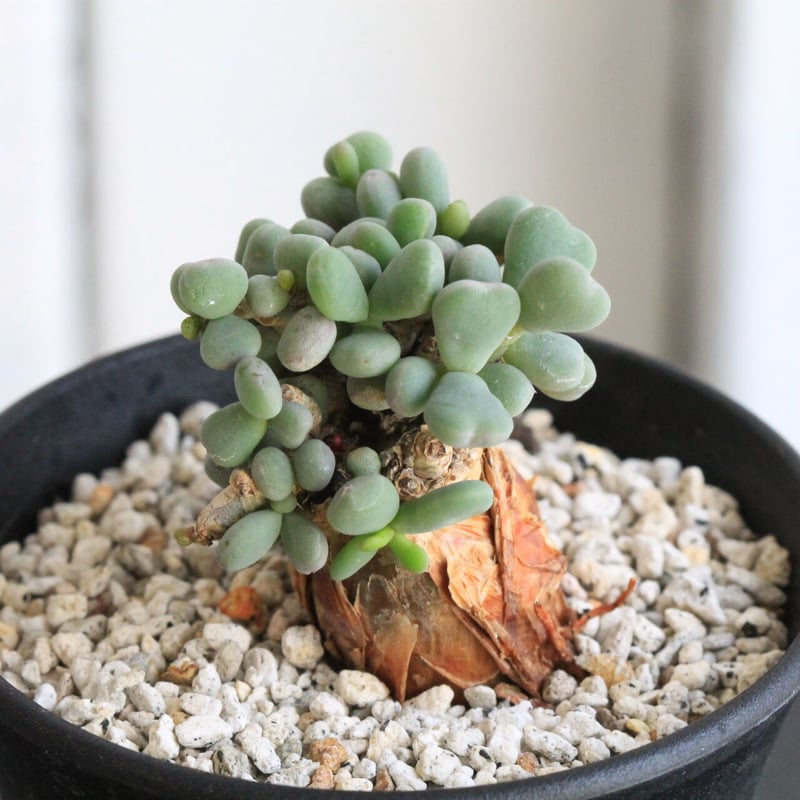 ケラリア ピグマエア | hanayoshi-botanical