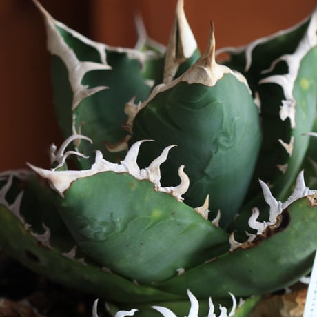 Agave　チタノータ　ホワイトシャーク（選抜）