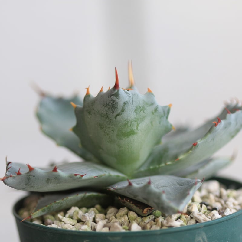 アガベ イシスメンシス 王妃カブトガニ 特選連刺 | hanayoshi