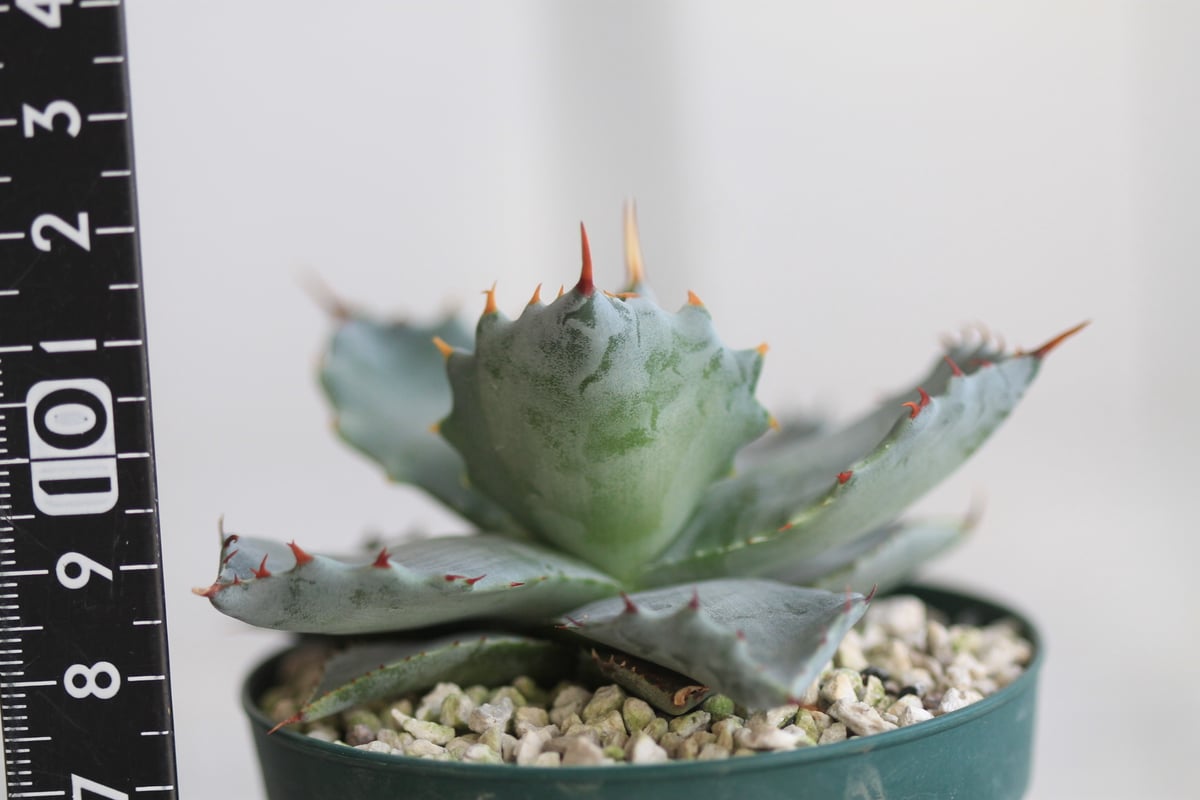 アガベ イシスメンシス 王妃カブトガニ 特選連刺 | hanayoshi-botanical