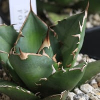 オバティフォリア　キラー発根済み アガベ オバティフォリア キラー | hanayoshi-botanical