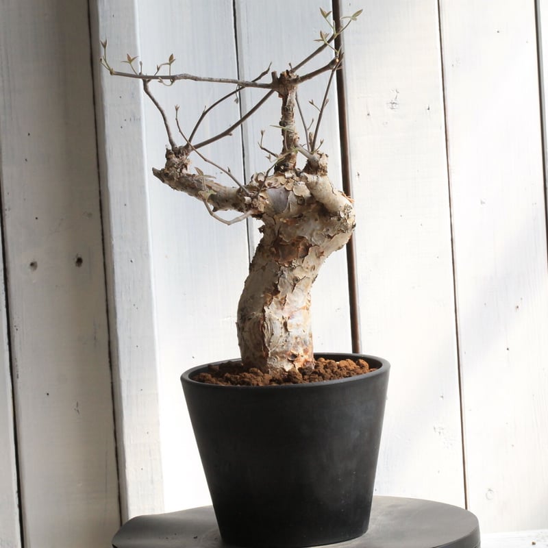 コミフォラ オルビクラリス | hanayoshi-botanical