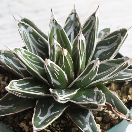 アガベ　児玉姫笹の雪