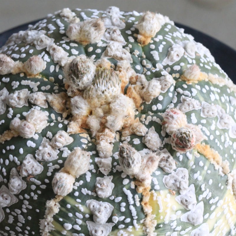 アストロフィツム スーパー兜錦（接ぎ木） | hanayoshi-botanical