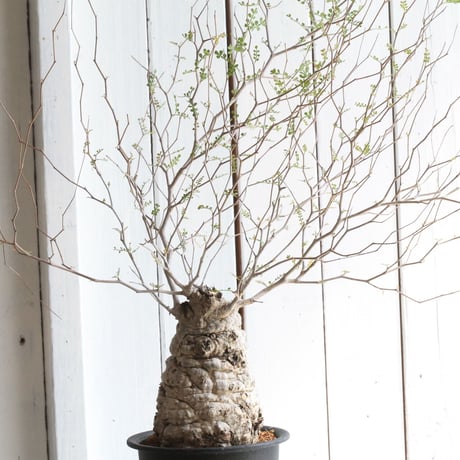 CATEGORY オペルクリカリア | hanayoshi-botanical CATEGORY オペルクリカリア | hanayoshi-botanical