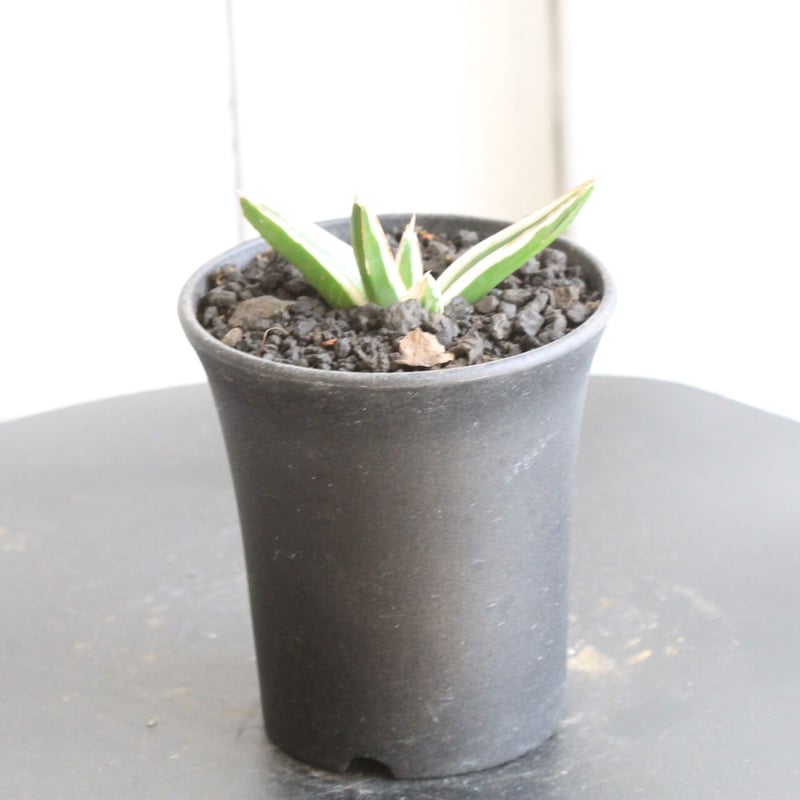 アガベ 氷山 | hanayoshi-botanical