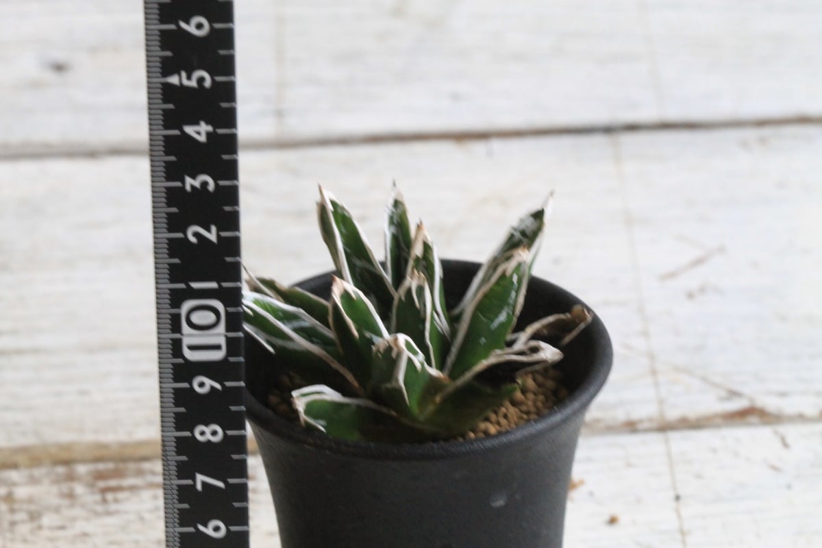 アガベ 笹の雪 9号鉢 約27cm 特大 極上 大株 美形 アガベ 笹