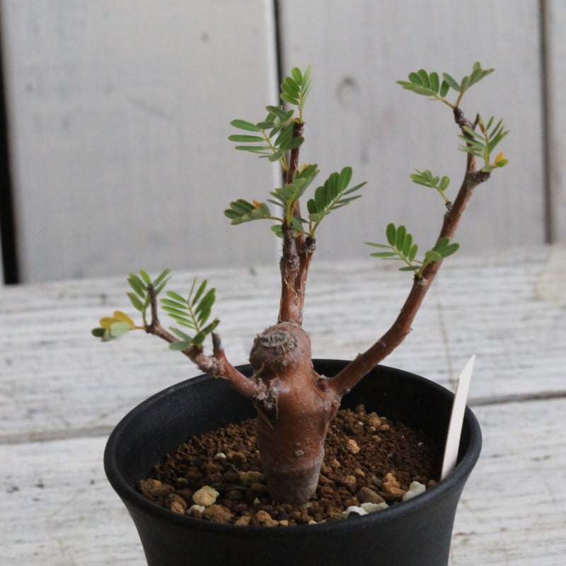 センナ メリディオナリス 実生 | hanayoshi-botanical