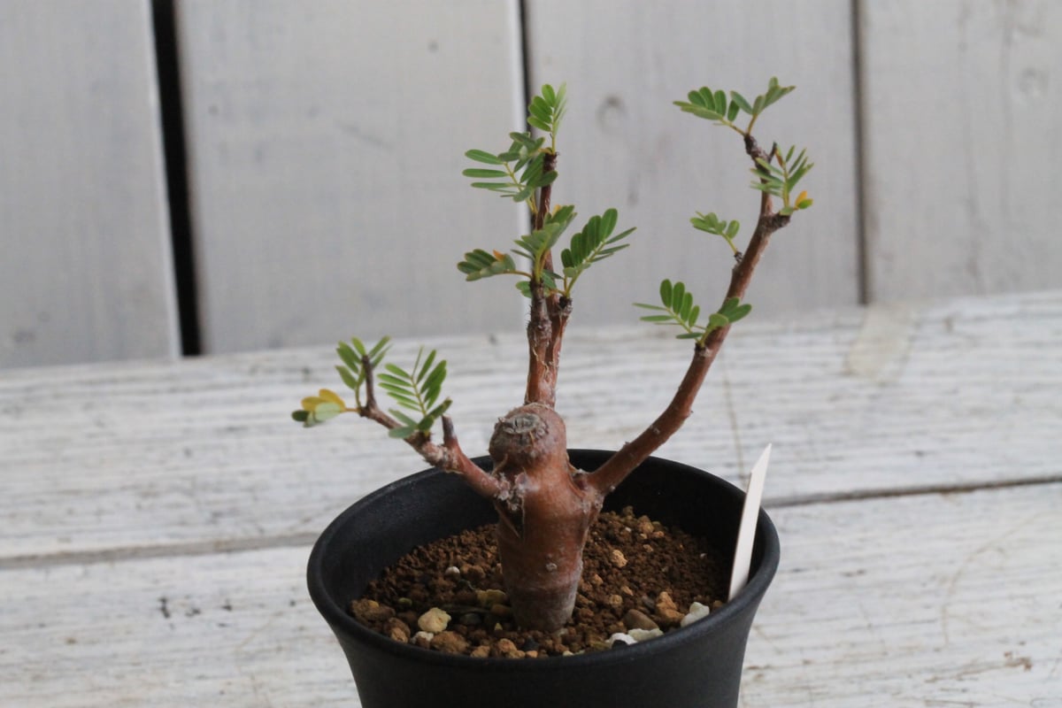 センナ メリディオナリス 実生 | hanayoshi-botanical