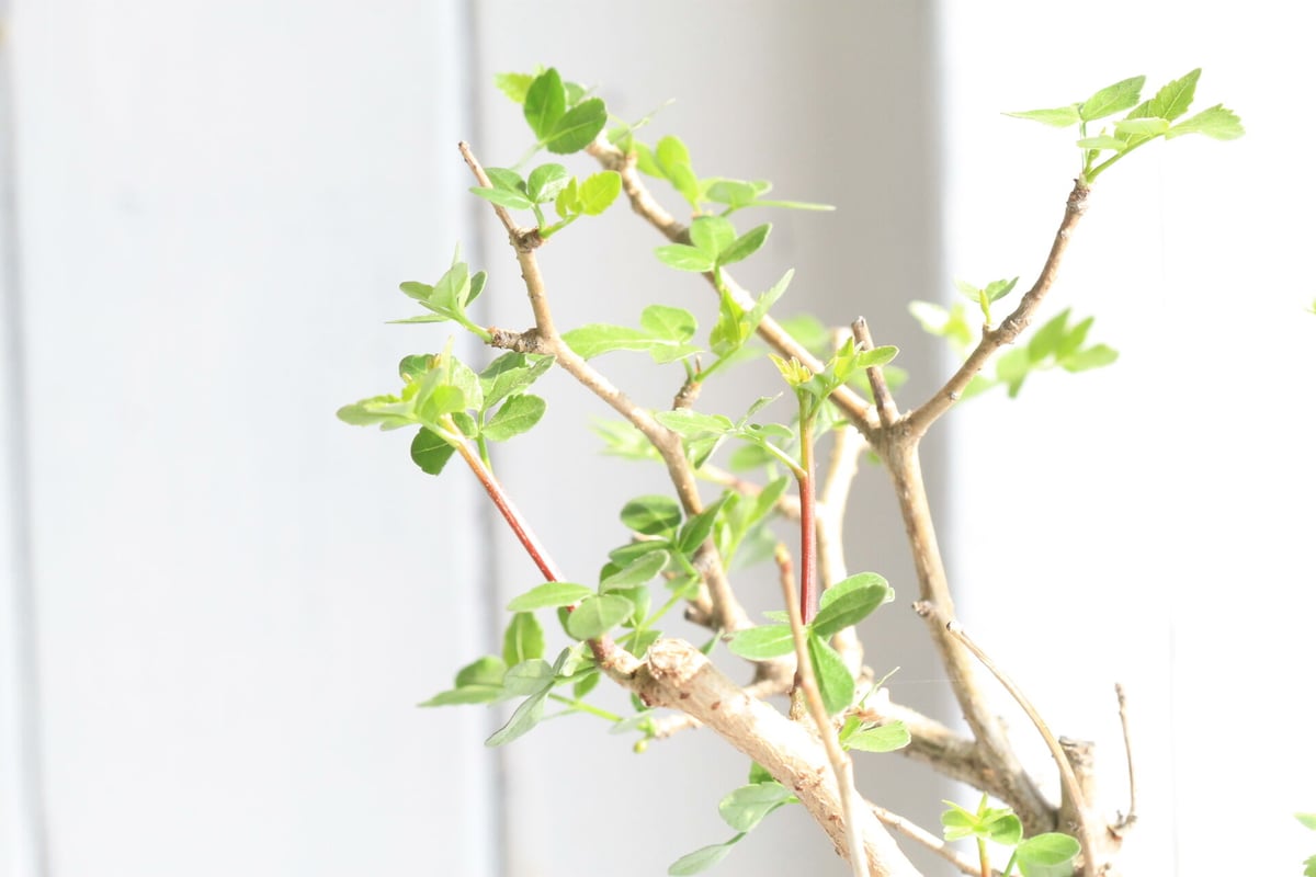 ブルセラ ファガロイデス | hanayoshi-botanical ブルセラ ファガロイデス | hanayoshi-botanical