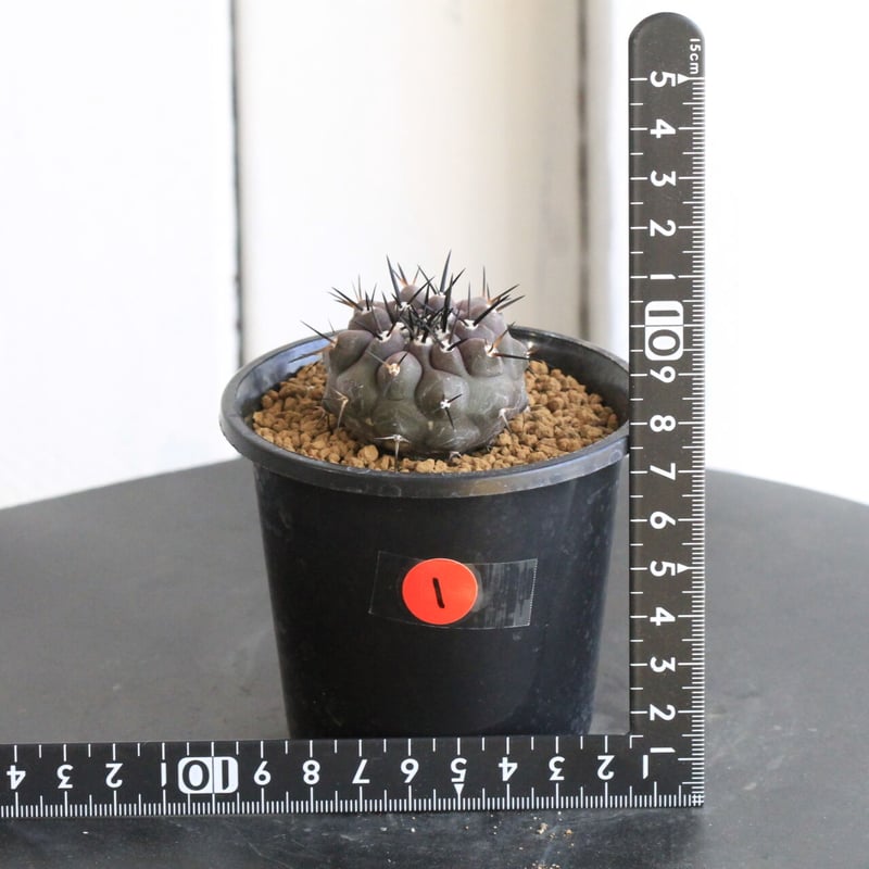 美株　実生選抜　コピアポア黒王丸　鉢ごと送料込み コピアポア シネレア 黒王丸 | hanayoshi-botanical