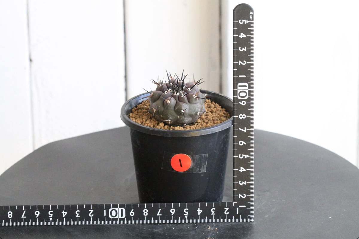 コピアポア　黒王丸　実生　美株 コピアポア 黒王丸（実生） | hanayoshi-botanical