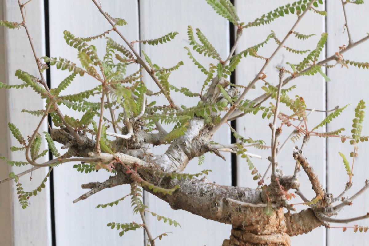 ボスウェリア ネグレクタ | hanayoshi-botanical