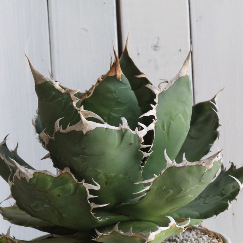 アガベ チタノタ 白鯨（関西系） | hanayoshi-botanical