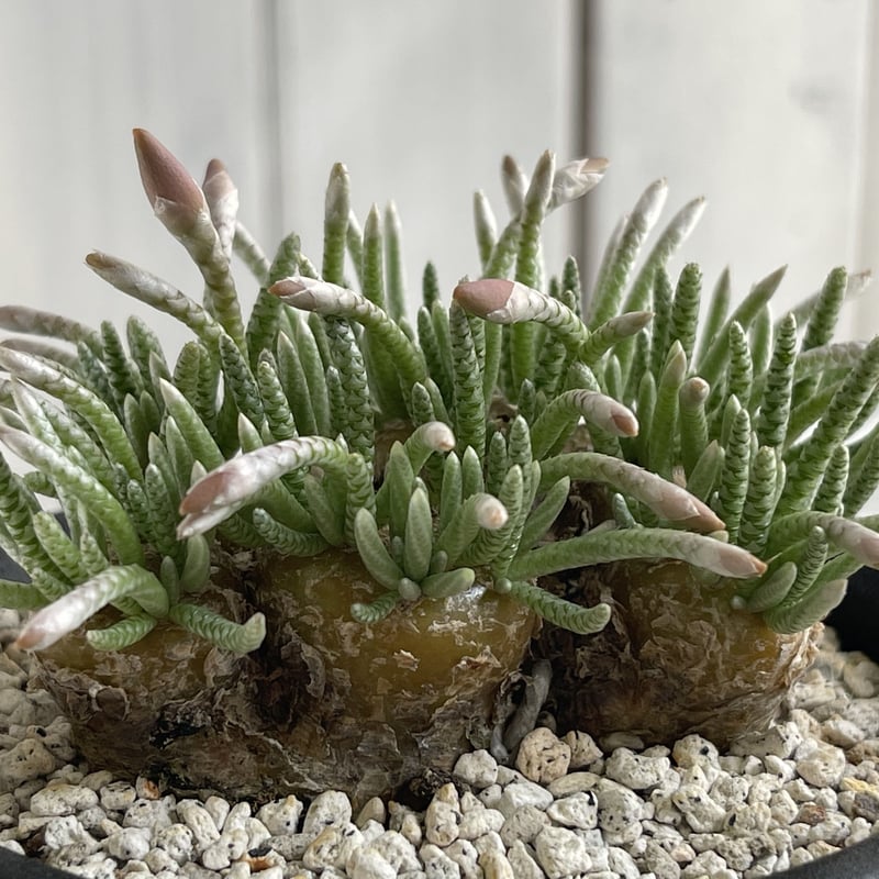 アボニア クイナリア | hanayoshi-botanical