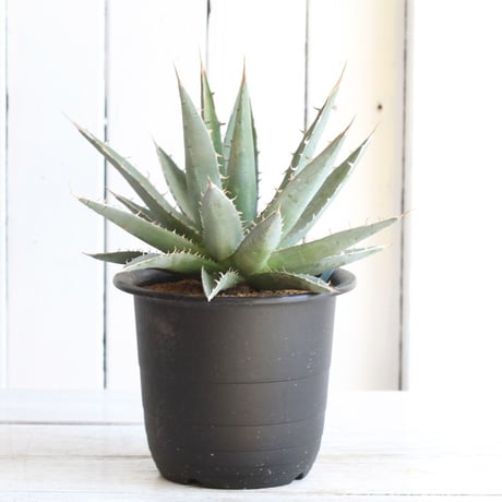 Agave purpusolm　帝釈天