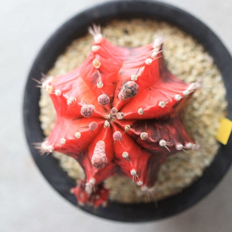 Gymnocalycium 緋牡丹錦