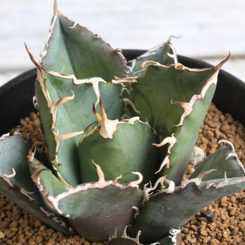 アガベ　白鯨　スーパー白鯨 アガベ チタノタ スーパー白鯨 | hanayoshi-botanical