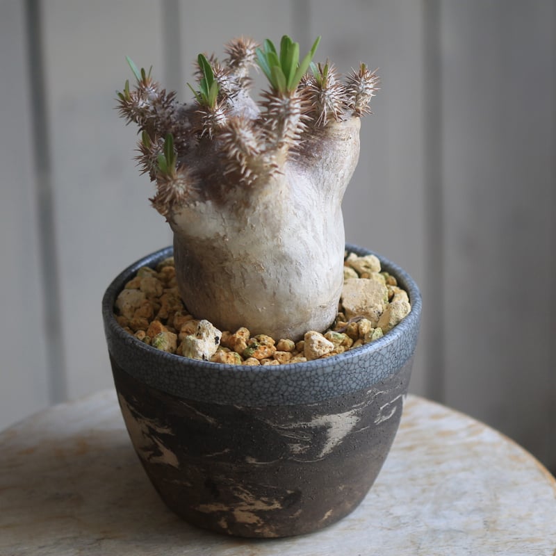 パキポディウム ブレビカリックス | hanayoshi-botanical