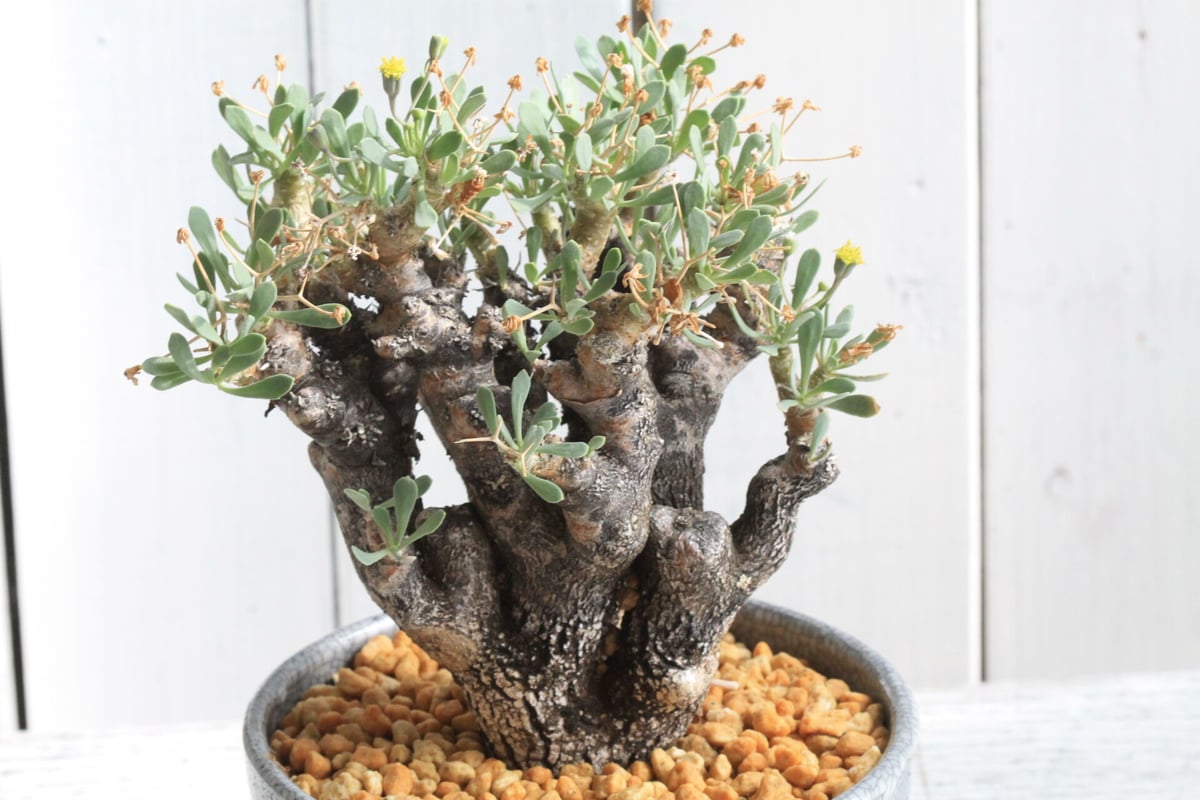 オトンナ ユーフォルビオイデス トリプリネルビア スティンコフ 14本セット Special Edition】tomeishi+オトンナ ユーフォルビオイデス – izo Japan