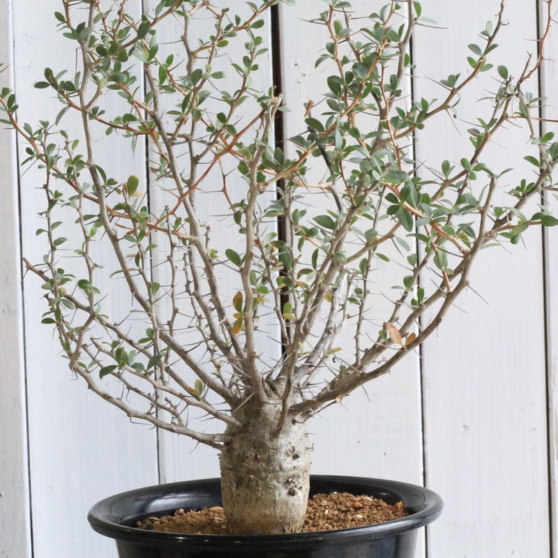 フォークイエリア コルムナリス 観峰玉 | STELLA.PLANTS - 塊根 フォークイエリア コルムナリス 観峰玉 | STELLA.PLANTS - 塊根