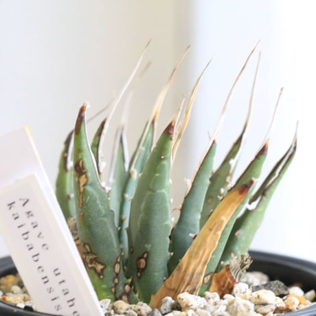 アガベ ユタエンシス カイバベンシス（Agave utahensis