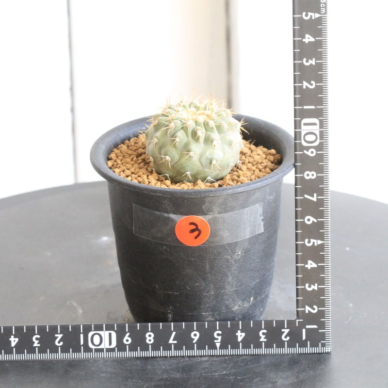 コルムナアルバ 実生 鉢植えメルカリ便送料込み 2026年最新】コルムナアルバの人気アイテム - メルカリ