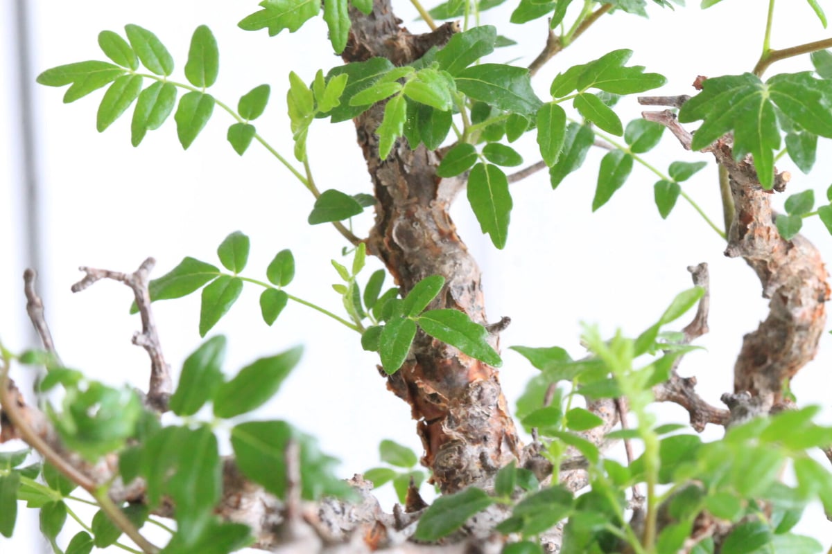 コミフォラ　モンストローサ　枝差し株 コミフォラ モンストローサ 発根済 現地株 MO-02 × S.N.Pot