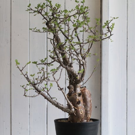 Bursera ファガロイデス