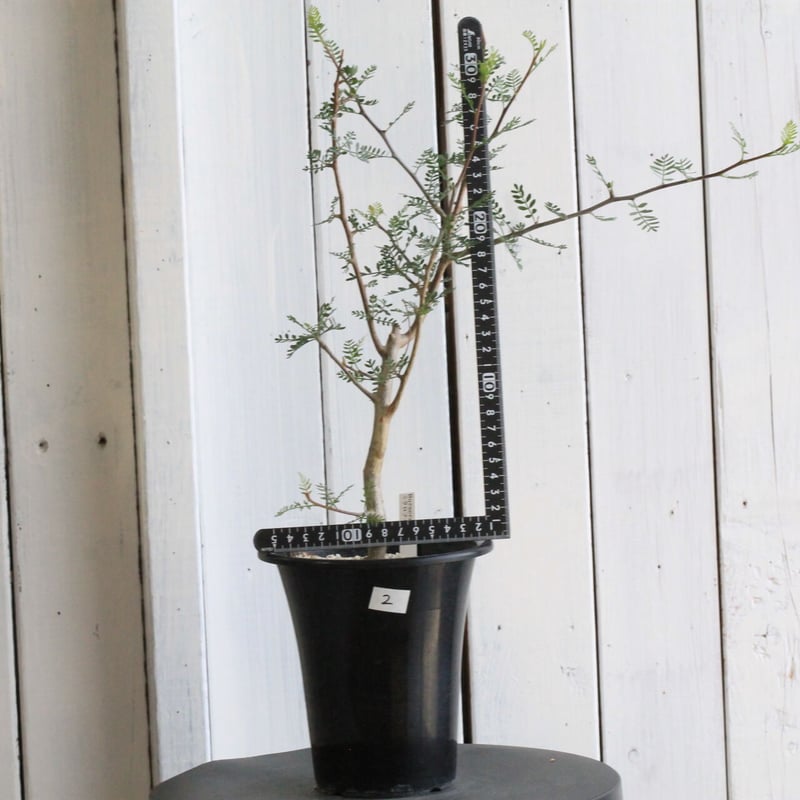 ブルセラ ミクロフィラ | hanayoshi-botanical