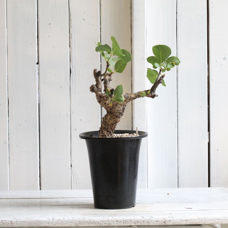 コミフォラ グイドッティ | hanayoshi-botanical