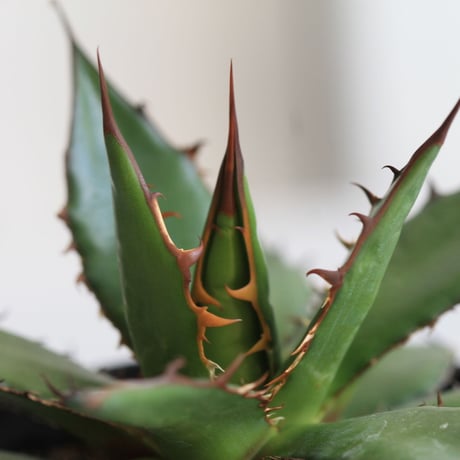 Agave ホリダ